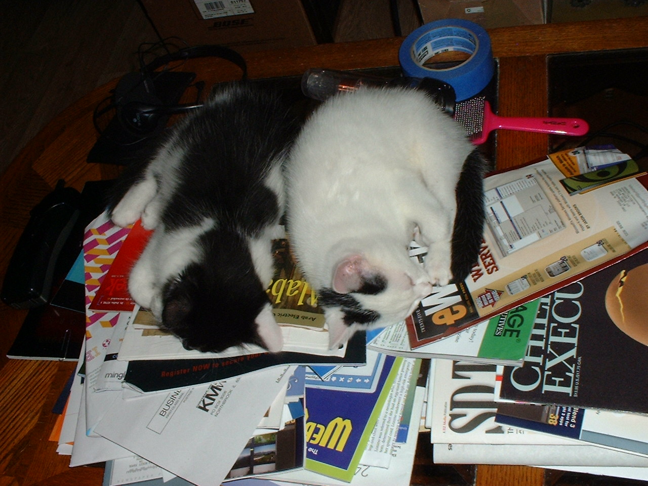 Walter and Perry guarding my mail