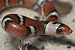 Cemophora Coccinea snake