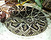 Crotalus adamanteus snake