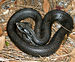 Heterodon platirhinos snake