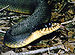 Nerodia erythrogaster snake