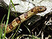 Nerodia sipedon snake
